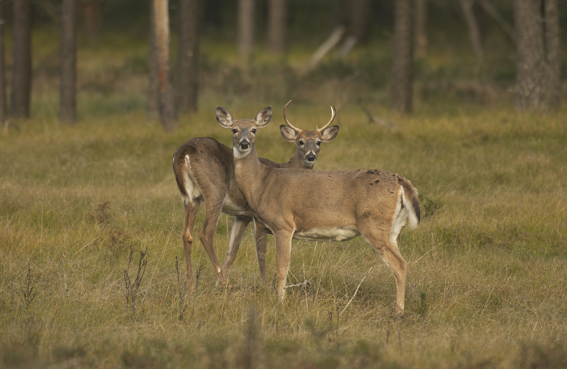 Showcasing The Dnr Michigan Deer Hunting Preview