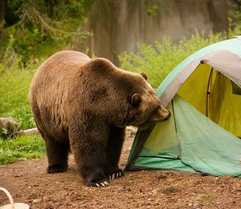 Bear in tent