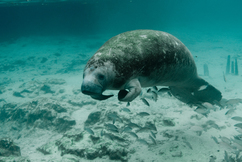 Manatee