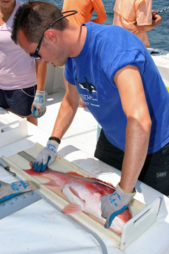 Red snapper research