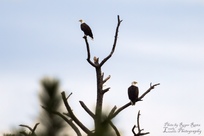 eagles at Gulf