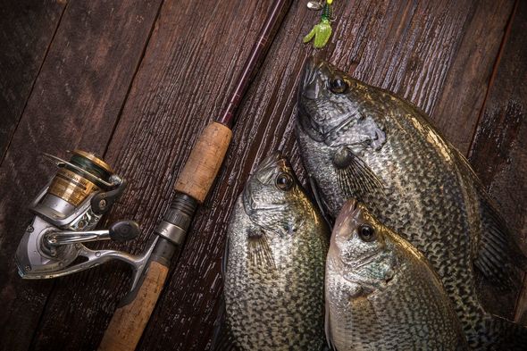 October 2017 Alabama Fishing Newsletter