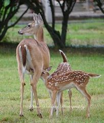 Momma Deer feeding babies  Dana Dobbins photography 