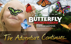 butterfly wonderland