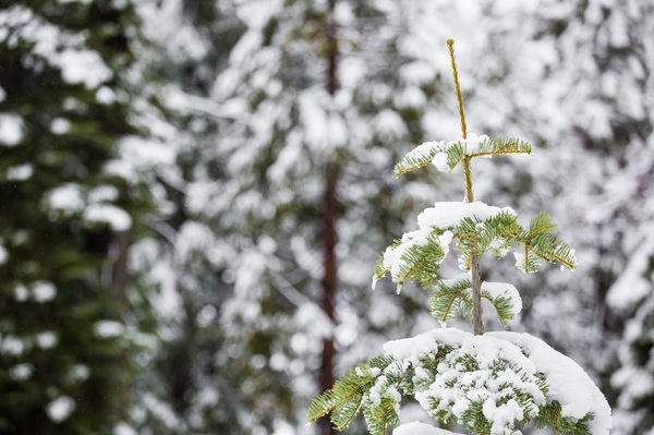Snow sitting on the branches of a tree