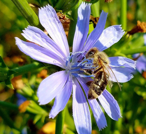 A bee landing on a flower