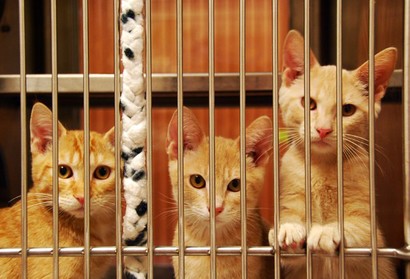 Cats behind bars