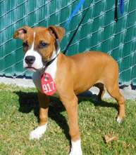 Buzz, Pet of the Week