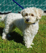 Molly, Pet of the Week