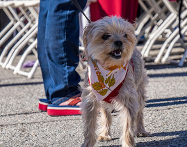 Veterans Day Doggie
