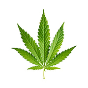 Marijuana leaf