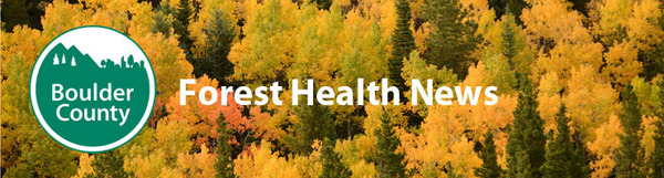 Forest Health News