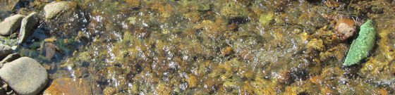 Photo of creek water