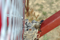 A mother bird cares for her newly hatched babies at the Wild Animal Sanctuary in Keenesburg.