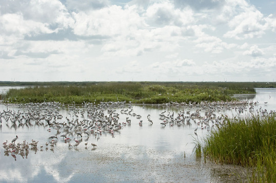 The Everglades - Stormwater Treatment Area 5