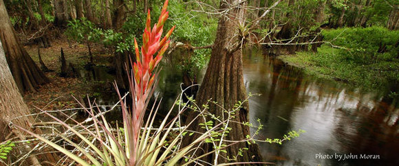 Woodsy paddling trail, photo by John Moran 