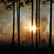 Prescribed fire at Jonathan Dickinson State Park in Hobe Sound.