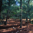 Australian Pine Forest