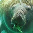 A manatee at Ellie Schiller Homosassa Springs Wildlife State Park