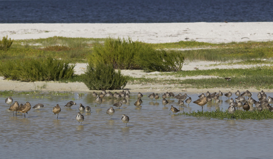 Shorebirds at Rookery Bay Reserve