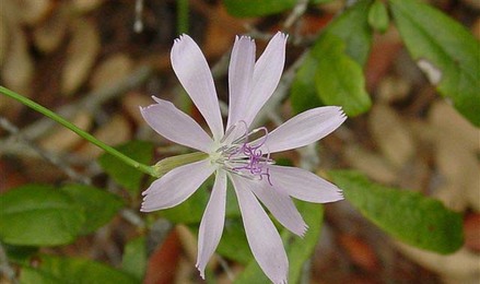 Lygodesmia aphylla rosebush