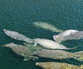 Manatees at Wakulla Springs State Park by Lou Kellenberger