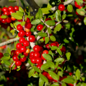 Topsail Red Berries