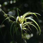Fakahatchee Air Plant