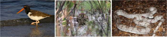 American oystercatcher, burrowing owl, Florida pinesnake