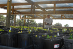 Ridge Rangers Coordinator counts oak sprouts