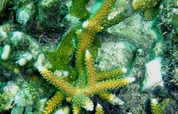 Acropora coral