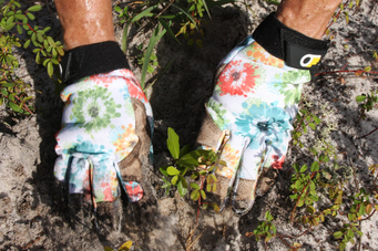 Hands planting a baby oak