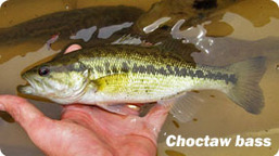 Choctaw bass