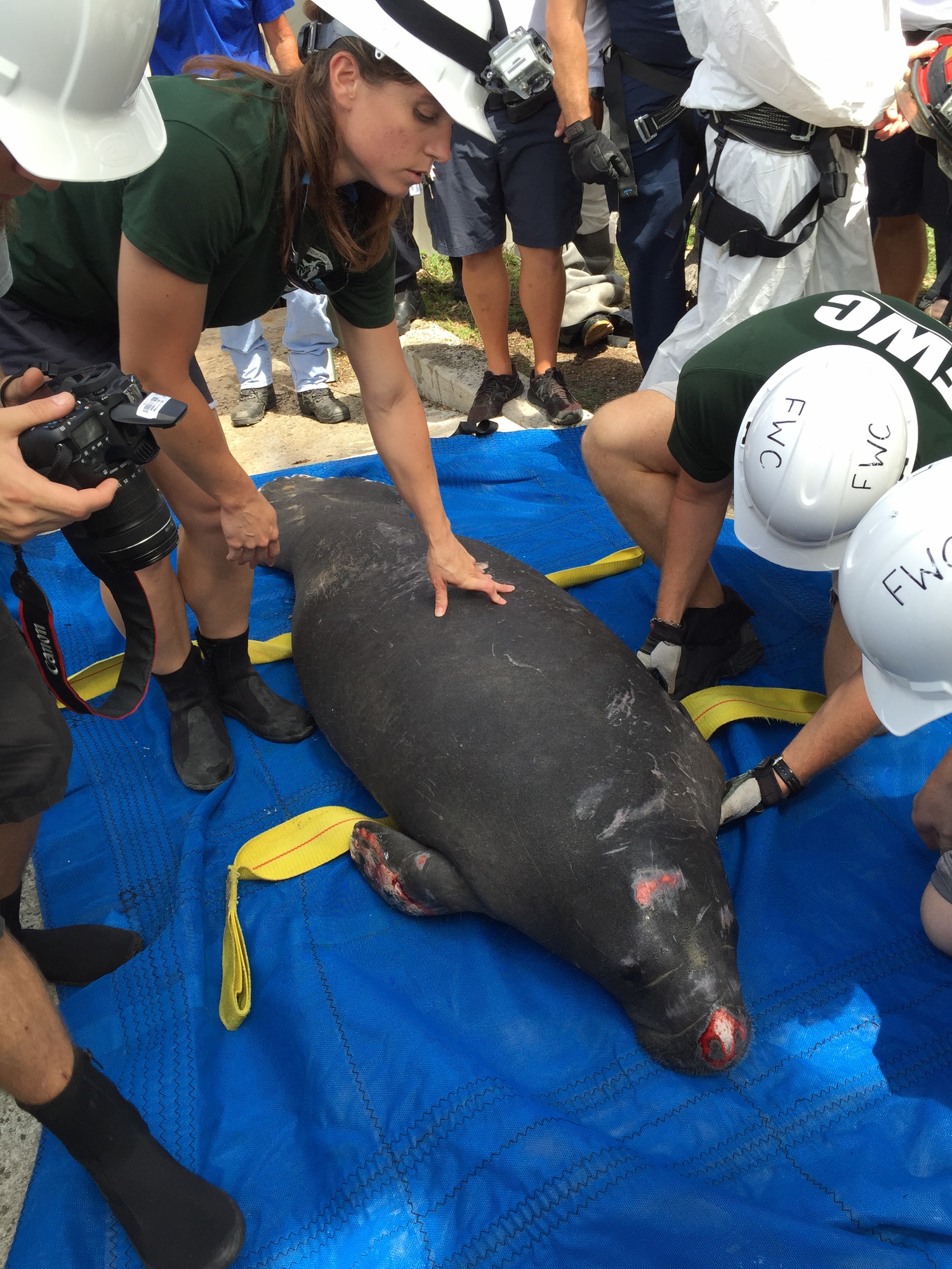 Rescued manatee