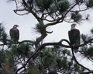 Bald Eagles in Tree