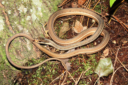 Photo of a peninsula ribbon snake, one of the species coming off the imperiled species list