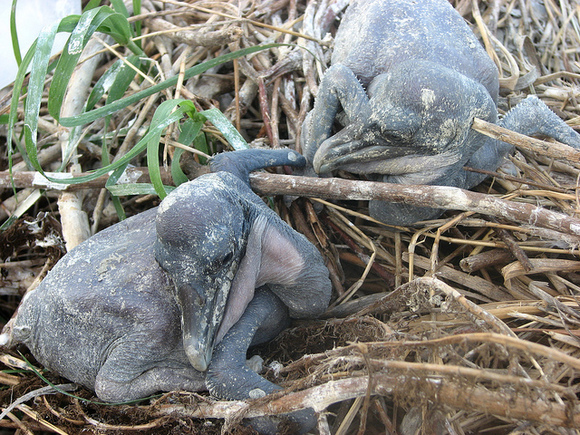 Photo of brown pelican chicks