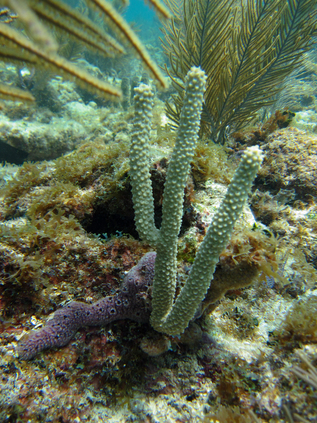 Photo of healthy coral not impacted by the disease