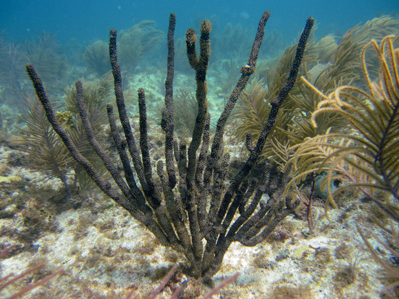 Photo of diseased coral impacted by the disease that was studied during this project