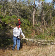 Ridge Rangers cut down sand pines
