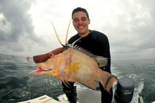 Hogfish held by Michael Sipos