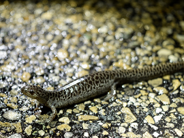 Frosted Flatwoods Salamander