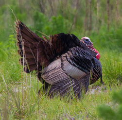 wild turkey