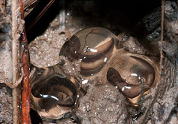 Salamander eggs