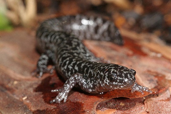 reticulated flatwoods salamander