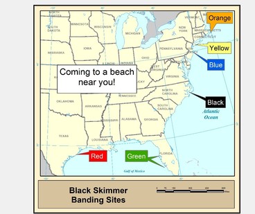 Black Skimmer Band Origins