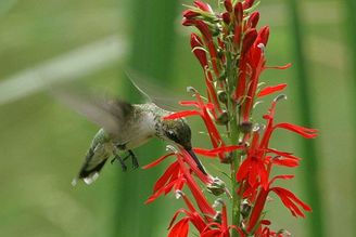 Ruby-throated Hummingbird enjoying a quick sip at a cardinal flower. Photo by Bill Buchanan, USFWS
