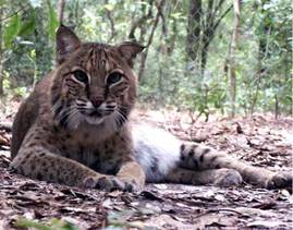 Bobcat