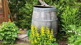 Rain Barrel