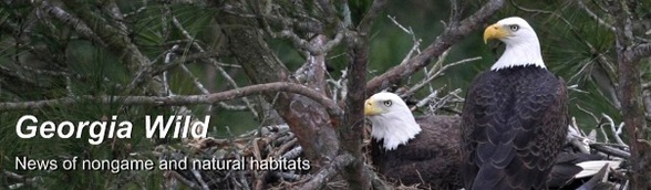 Wildlife Resources Division Georgia Wild newsletter